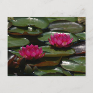 Carte Postale Magenta Lotus Nénuphars