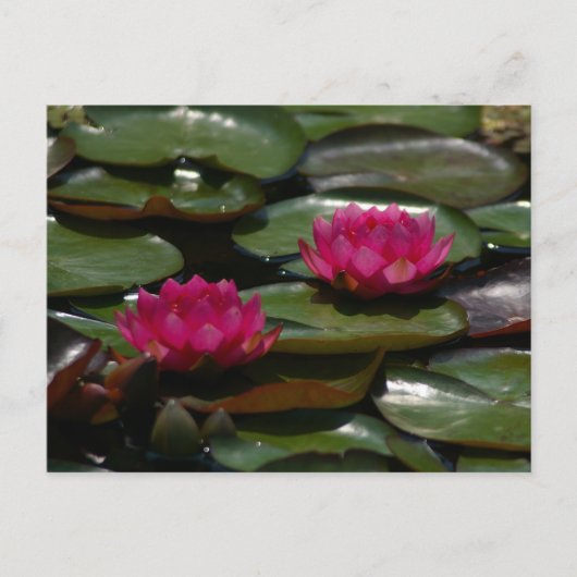Carte Postale Magenta Lotus Nénuphars (Devant)