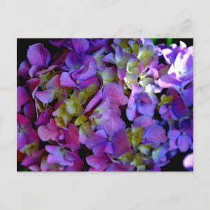 Carte Postale Magenta Purple bleu jaune Hydrangeas fleurs