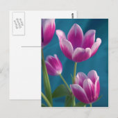 carte postale magenta tulipes (Devant / Derrière)