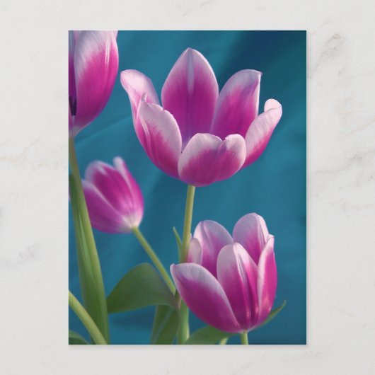 carte postale magenta tulipes (Devant)