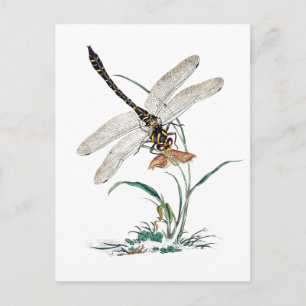 Carte Postale Magic du Dragonfly