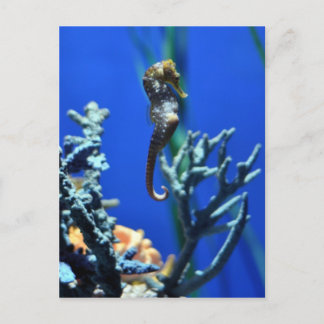 Carte Postale Magie de Seahorse