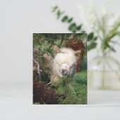 Carte postale Magnet Alpaca (Debout devant)