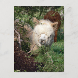 Carte postale Magnet Alpaca