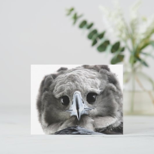 Carte Postale "Magnificent Harpy Eagle" (Debout devant)