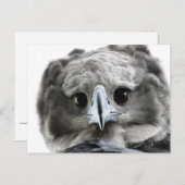 Carte Postale "Magnificent Harpy Eagle" (Devant / Derrière)