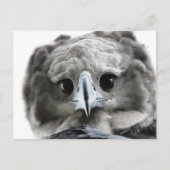Carte Postale "Magnificent Harpy Eagle" (Devant)
