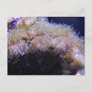 Carte Postale Magnifique anémone de mer # 3