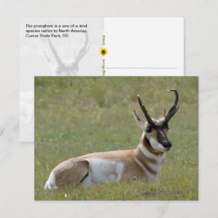 Carte Postale Magnifique antilope mâle, Custer, SD -