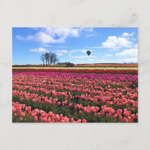 Carte Postale Magnifique champ de tulipes avec montgolfière, Ore