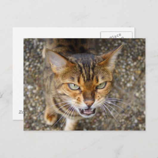 Carte Postale Magnifique chat Bengal (Devant / Derrière)