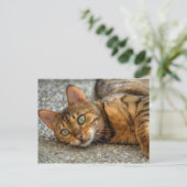 Carte Postale Magnifique chat Bengal (Debout devant)