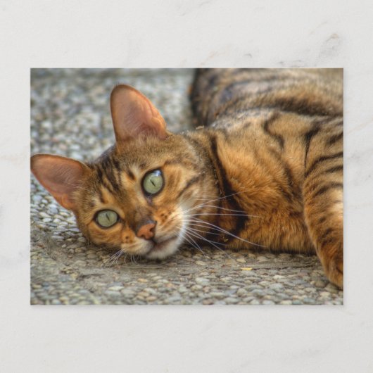 Carte Postale Magnifique chat Bengal (Devant)