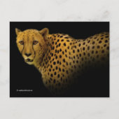 Carte Postale Magnifique Cheetah Big Wild Cat (Devant)