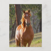Carte Postale Magnifique Chestnut Cheval Brown en Champ (Devant)