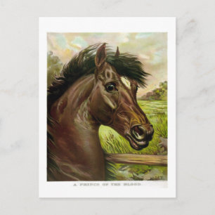 Carte Postale magnifique cheval antique litho peinture