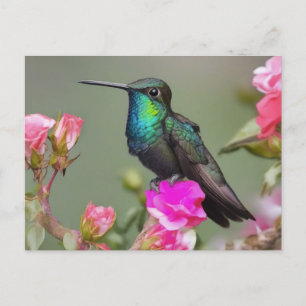 Carte Postale Magnifique colibri au repos