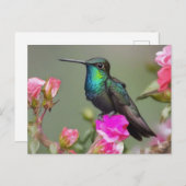 Carte Postale Magnifique colibri au repos (Devant / Derrière)