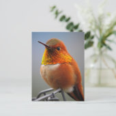 Carte Postale Magnifique colibri orange (Debout devant)