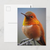 Carte Postale Magnifique colibri orange (Devant / Derrière)