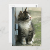 Carte Postale Magnifique conception de chaton tabby - tellement  (Devant / Derrière)