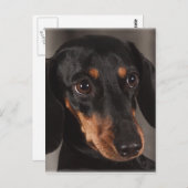 Carte Postale Magnifique dachshund portrait (Devant / Derrière)