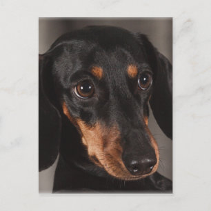 Carte Postale Magnifique dachshund portrait