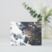 Carte Postale Magnifique écureuil en pierre noire dans le Surf (Debout devant)