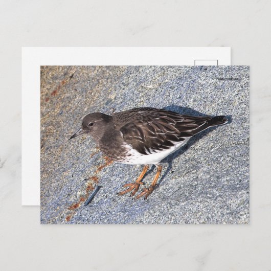 Carte Postale Magnifique écureuil en pierre noire sur le rocher (Devant / Derrière)