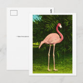 Carte Postale Magnifique flamant rose (Devant / Derrière)