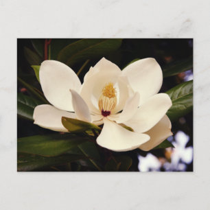 Carte Postale Magnifique Fleur d'Arbre Magnolia Blanc en Gros Pl