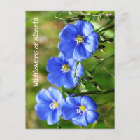 Magnifique Fleurs sauvages Bleus Pop contre l'herb