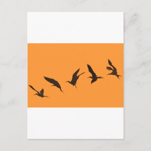 Carte Postale Magnifique frégate oiseau Galapagos Îles (Devant)