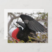Carte Postale Magnifique Frigate Bird (Devant / Derrière)