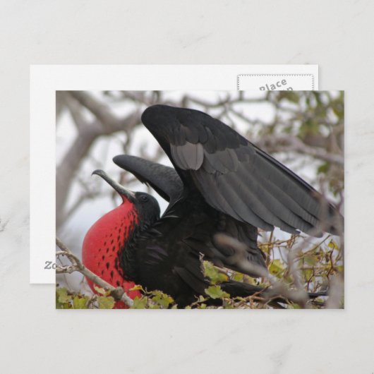 Carte Postale Magnifique Frigate Bird (Devant / Derrière)