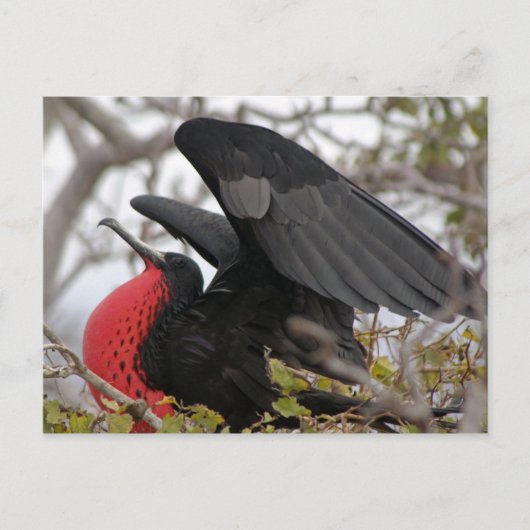 Carte Postale Magnifique Frigate Bird (Devant)