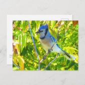 Carte Postale Magnifique Jay Bleu à Maple Québec Canada (Devant / Derrière)