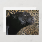 Carte Postale Magnifique léopard de panthère noire (Devant / Derrière)