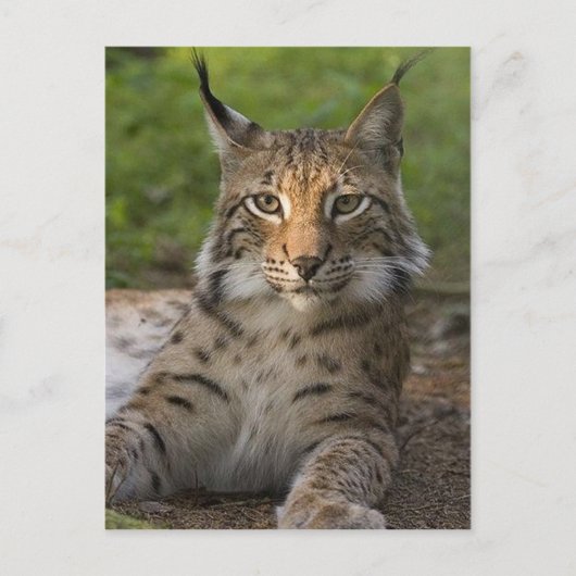 Carte Postale magnifique lynx reposant (Devant)