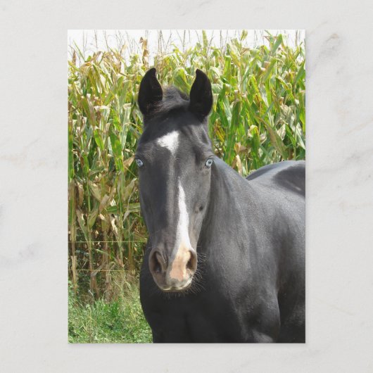 Carte Postale Magnifique Mare Noire devant le champ de maïs (Devant)