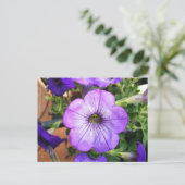 Carte Postale Magnifique Pétunia pourpre (Debout devant)