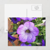 Carte Postale Magnifique Pétunia pourpre (Devant / Derrière)