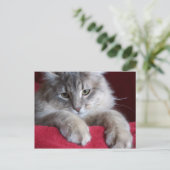 Carte Postale magnifique raisin Postcard 4 (Debout devant)