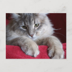 Carte Postale magnifique raisin Postcard 4