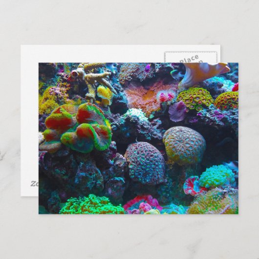 Carte Postale Magnifique récif de corail (Devant / Derrière)
