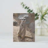 Carte Postale Magnifique suricate (Debout devant)