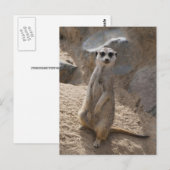 Carte Postale Magnifique suricate (Devant / Derrière)