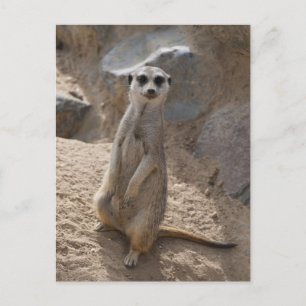 Carte Postale Magnifique suricate