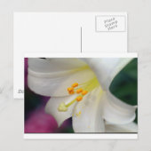 Carte Postale Magnifique Tandis Que Lily (Devant / Derrière)